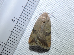 Micrathetis