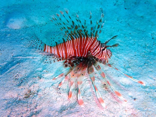 Indian Lionfish — seen at this dive site