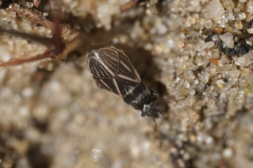 Tropidophlebia costalis