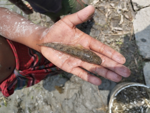 Tank Goby