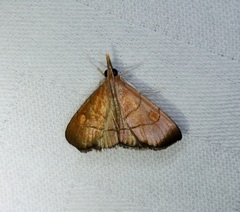 Hemiscopis sanguinea