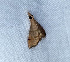 Hemiscopis suffusalis