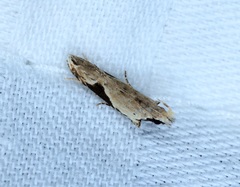 Hypatima verticosa