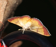 Isocentris filalis