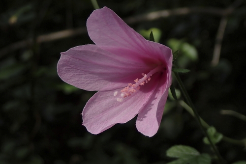 Image of Hibiscus pedunculatus by (c) Karen Eichholz, some rights reserved (CC BY)