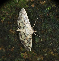 Lygropia distorta