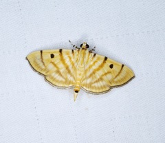 Notarcha tigrina