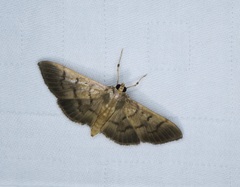 Omiodes pernitescens