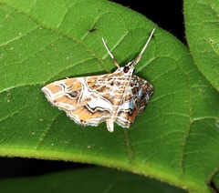 Paracymoriza vagalis