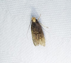 Pexicopia melitolicna