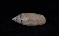 Oliva australis