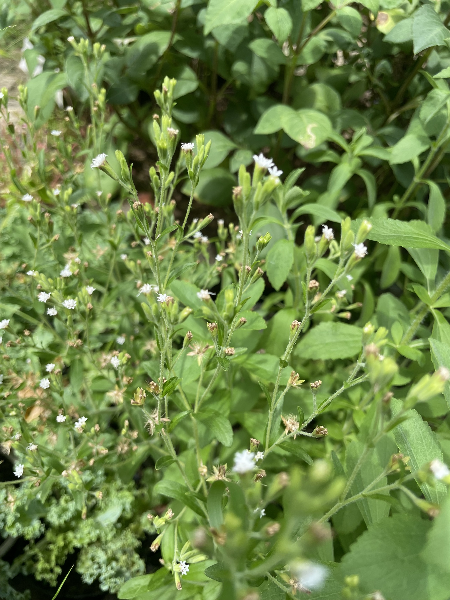 Elephantopus mollis — ảnh 2