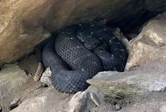 Crotalus cerberus