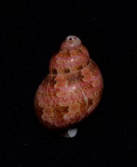 Phasianella ventricosa
