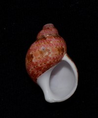 Phasianella ventricosa