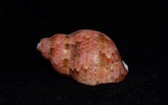Phasianella ventricosa