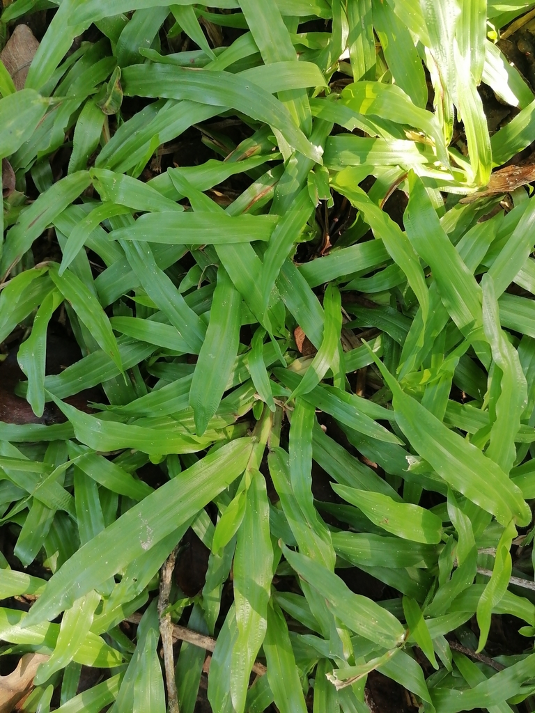 Axonopus compressus — an easy houseplant, prefers full sun light