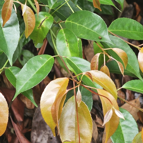 Elaeocarpus mastersii observed 2025-05-01