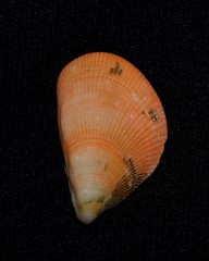 Septifer bilocularis