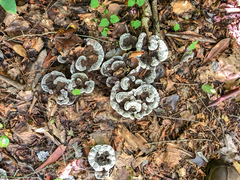 Phellodon niger alboniger
