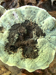 Phellodon niger alboniger