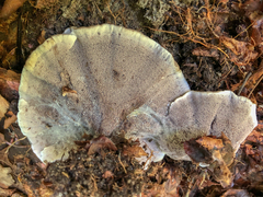 Phellodon niger alboniger