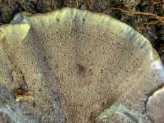 Phellodon niger alboniger
