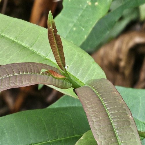 Cratoxylum formosum observed 2025-05-01