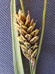 Carex spectabilis