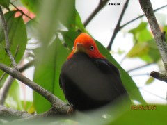 Ceratopipra mentalis