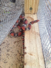 Cemophora coccinea copei