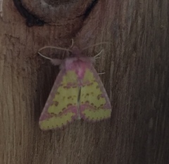 Psectrotarsia suavis