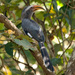 Malabar Grey Hornbill - Photo (c) Sergey Yeliseev, some rights reserved (CC BY-NC-ND)