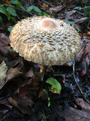 Rhacodium