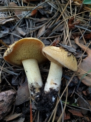 Suillus kaibabensis