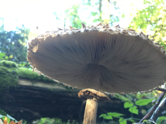 Rhacodium