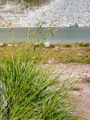 Carex spectabilis