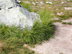 Carex spectabilis