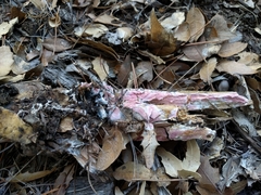 Ceriporia purpurea