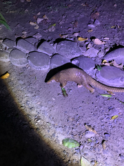 Philippine Pangolin photo 3