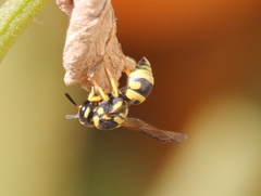 Euodynerus variegatus