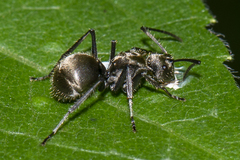 Polyrhachis illaudata