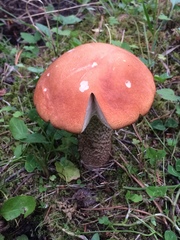 Leccinum insigne