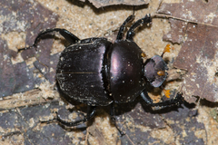 Paragymnopleurus sinuatus