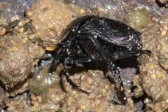 Paragymnopleurus sinuatus