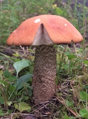 Leccinum insigne