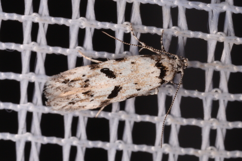 Stenolechiodes pseudogemmellus