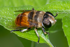 Phytomia
