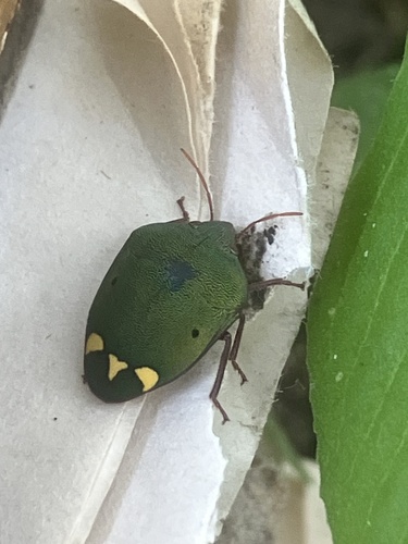 Yellowheart Shield Bug