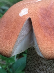 Leccinum insigne